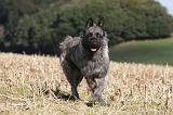 BOUVIER DES ARDENNES 244